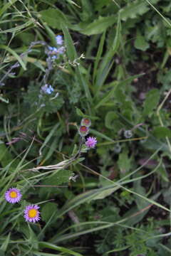 Image de Erigeron caucasicus Stev.