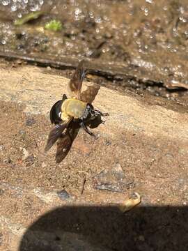 Image of Senaspis elliottii Austen 1909