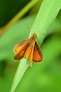 Image of Tropical Least Skipper