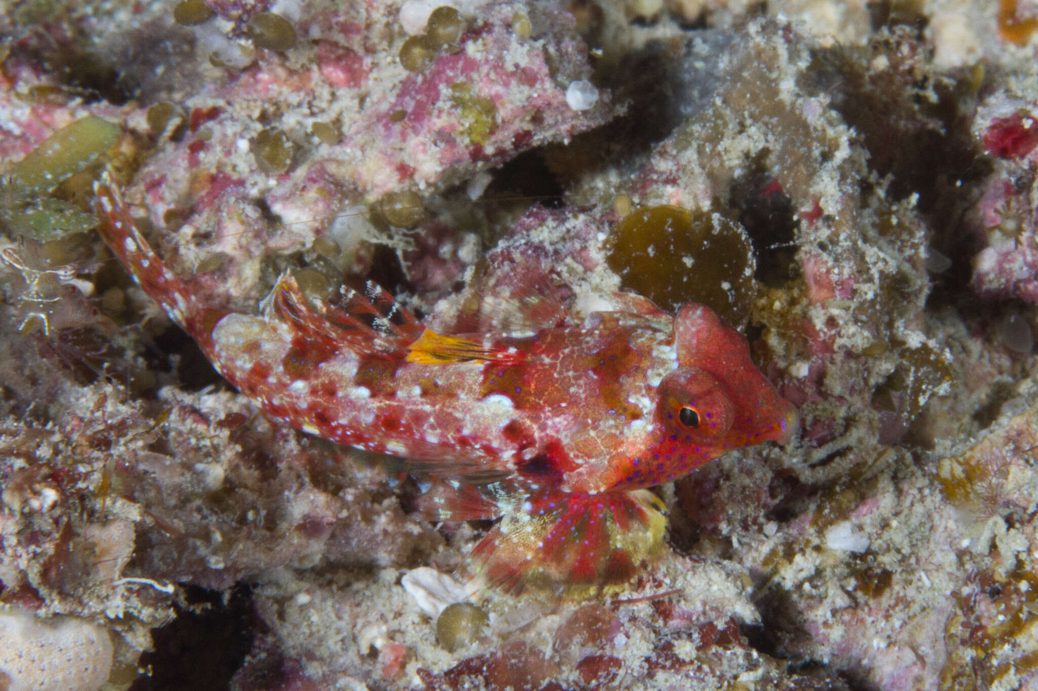 Image of Morrison's dragonet