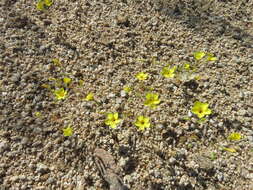 Image of Leptosiphon chrysanthus J. M. Porter