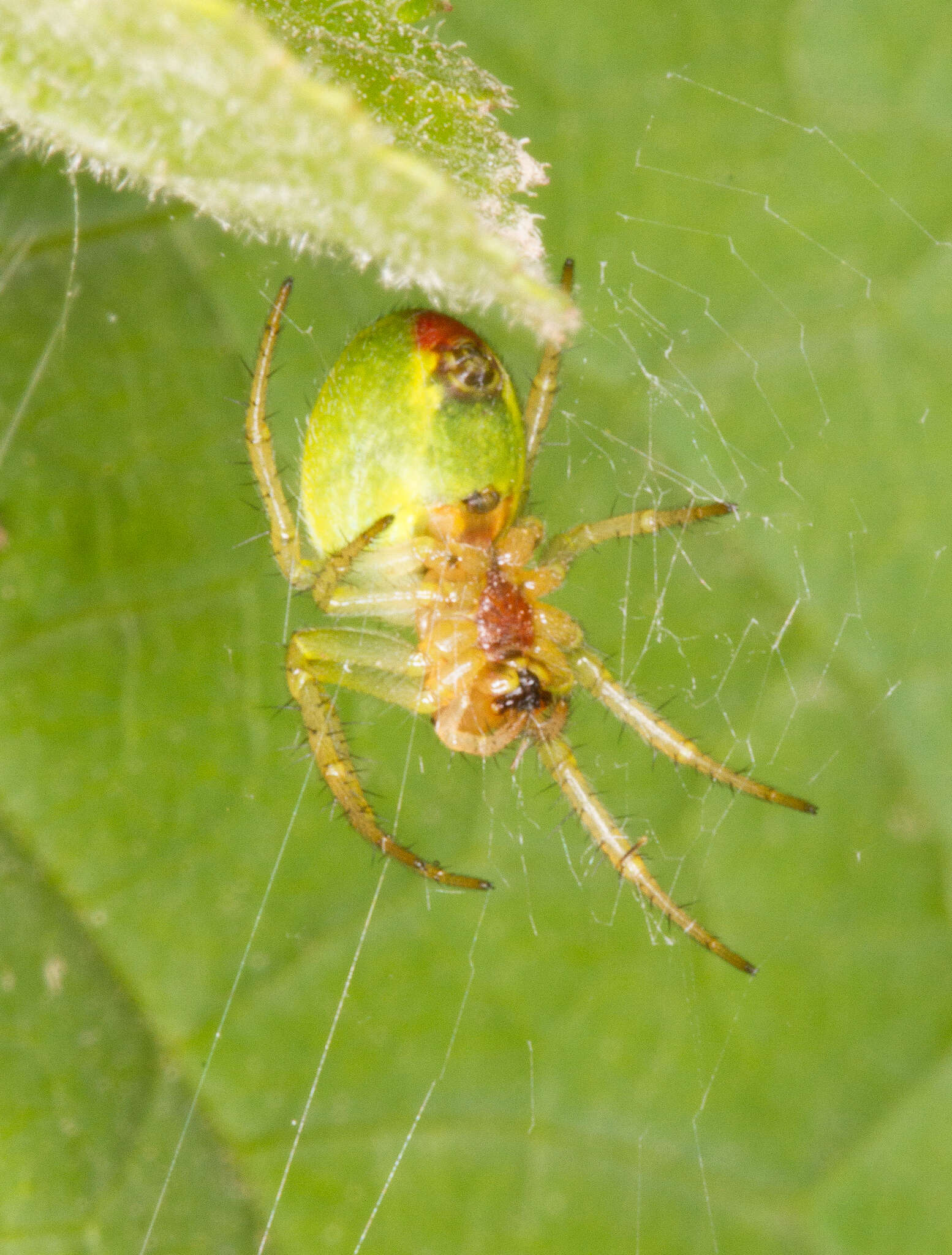 Image of Cucumber green spider