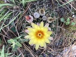 Image de Parodia mammulosa (Lem.) N. P. Taylor