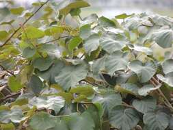 Image de Actinidia chinensis var. hispida C. F. Liang