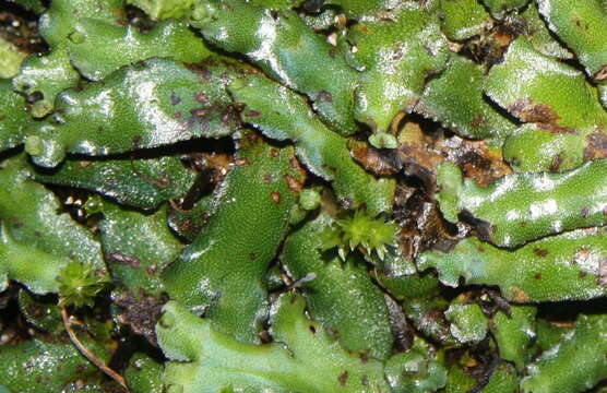 Marchantia foliacea Mitt. resmi