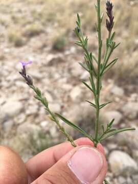 Image of pinleaf vervain