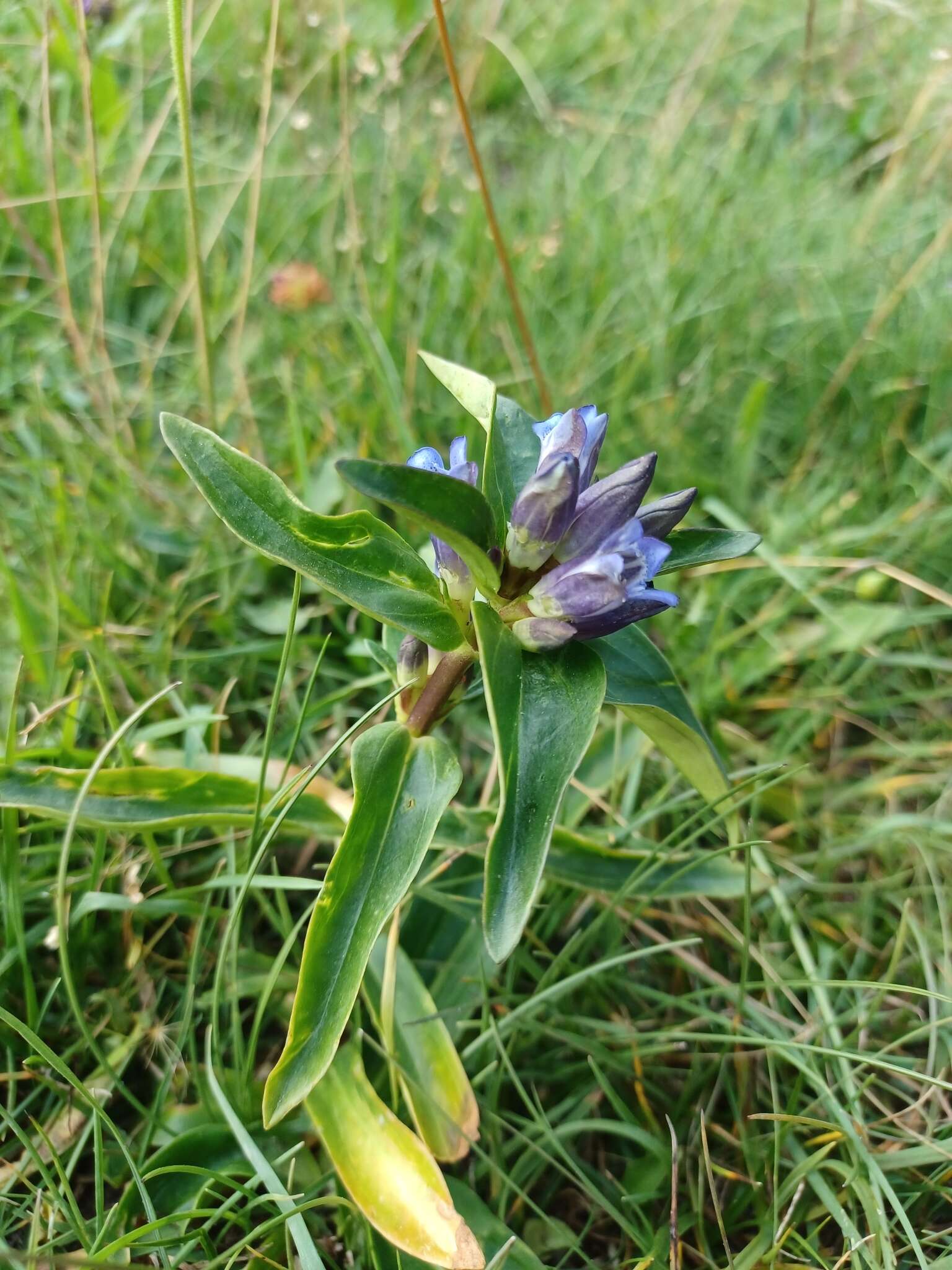 Image of Gentiana cruciata subsp. cruciata