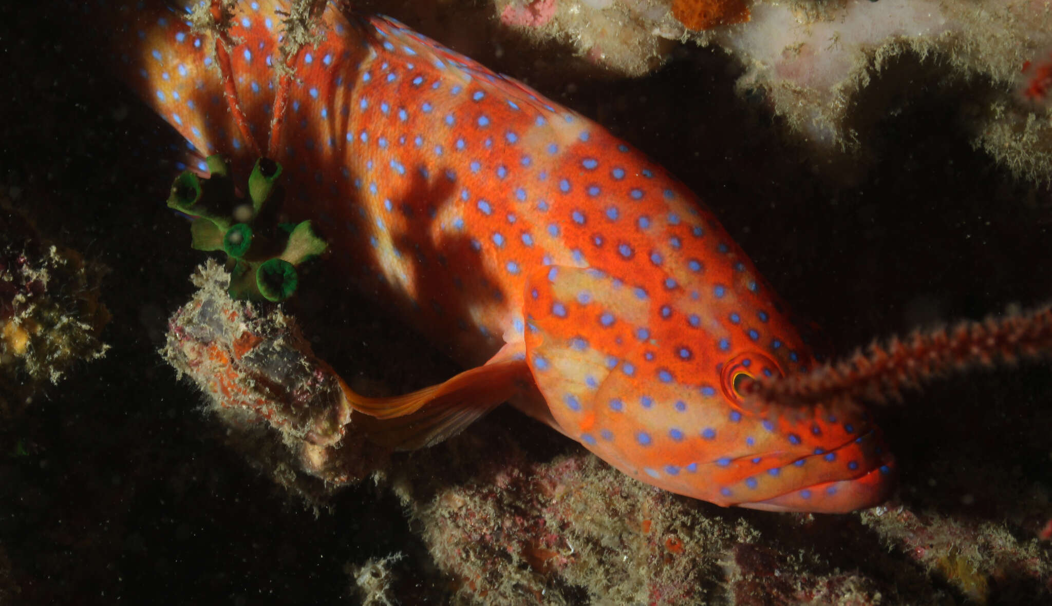 Image of Coral Hind