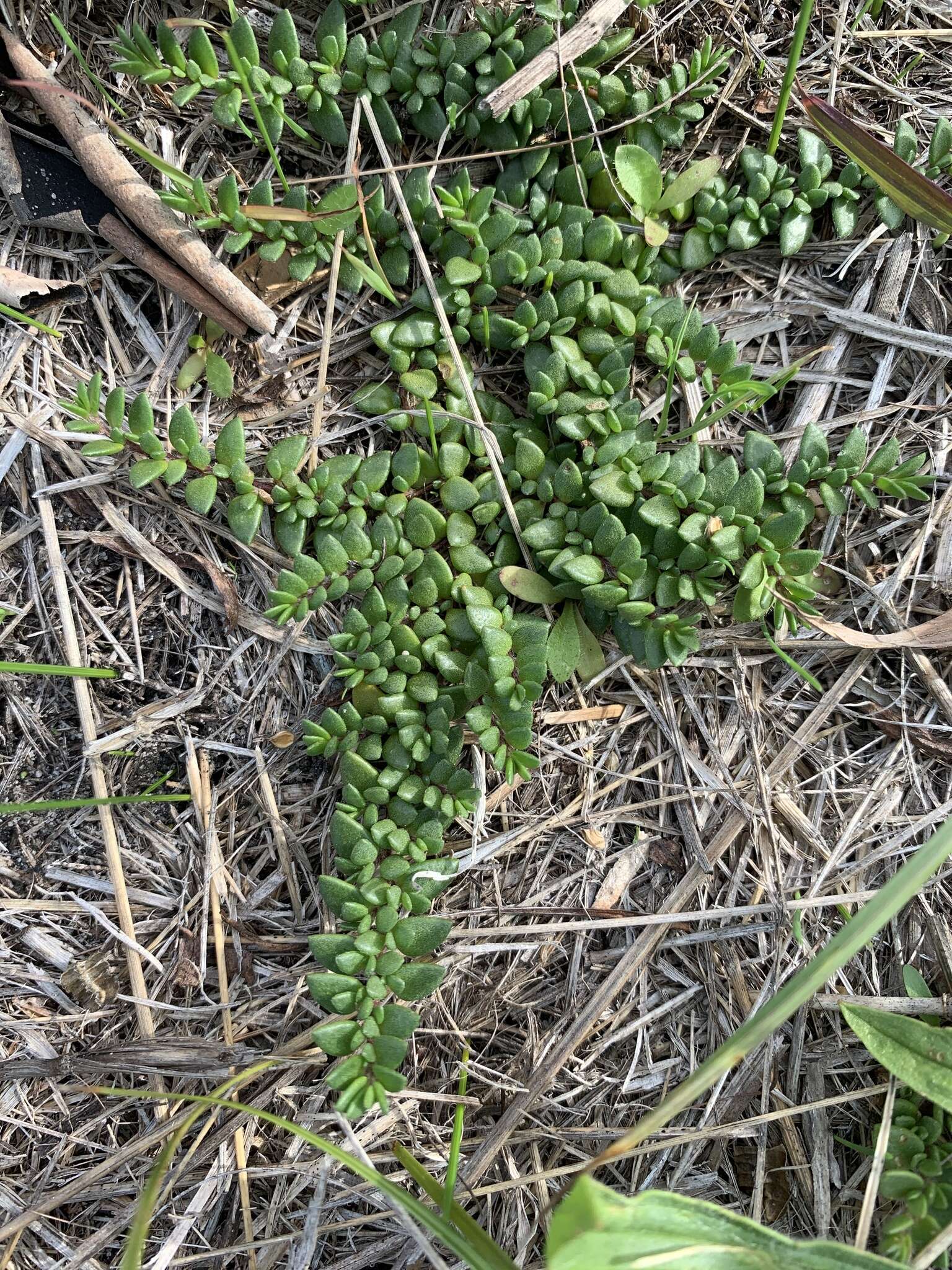 Image of Wilsonia rotundifolia Hook.