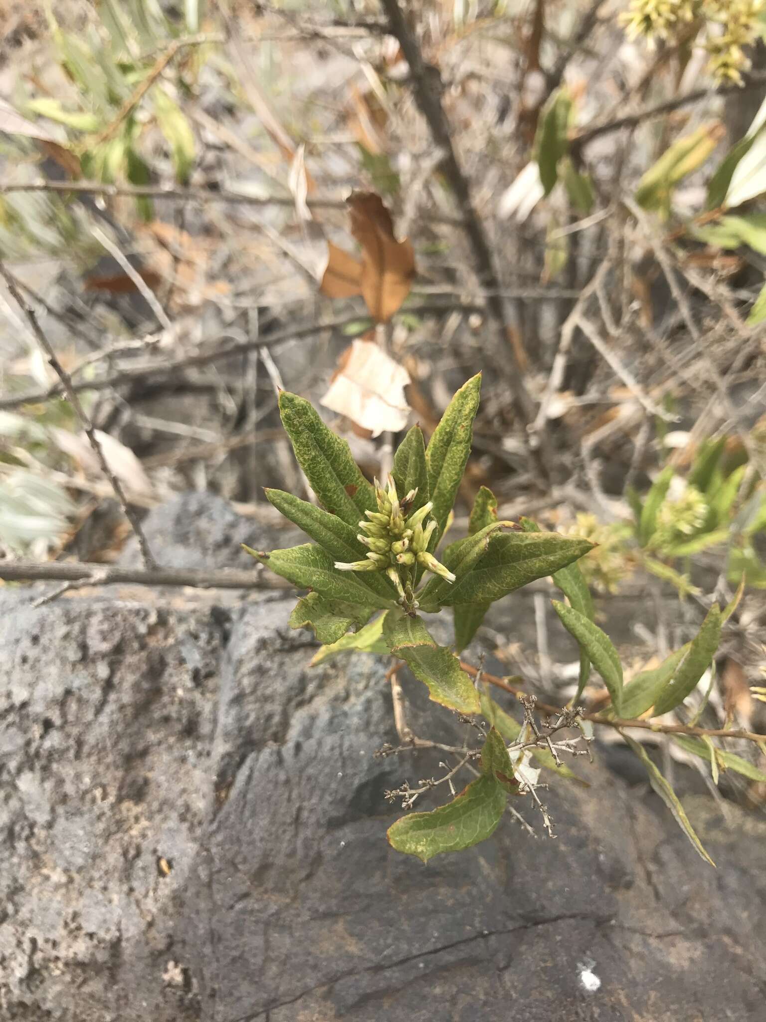 Image of Spinoliva ilicifolia (Hook. & Arn.) G. Sancho