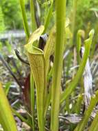 Image of Mountain Sweet Pitcherplant