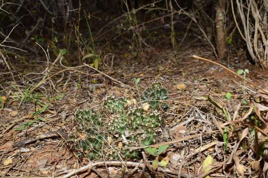 Image of Allicoche hedgehog cactus