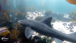Image of Spotted Gully Shark