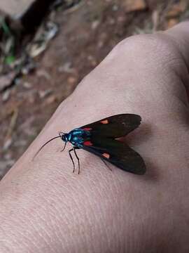 Image of Cyanopepla fastuosa Walker 1854