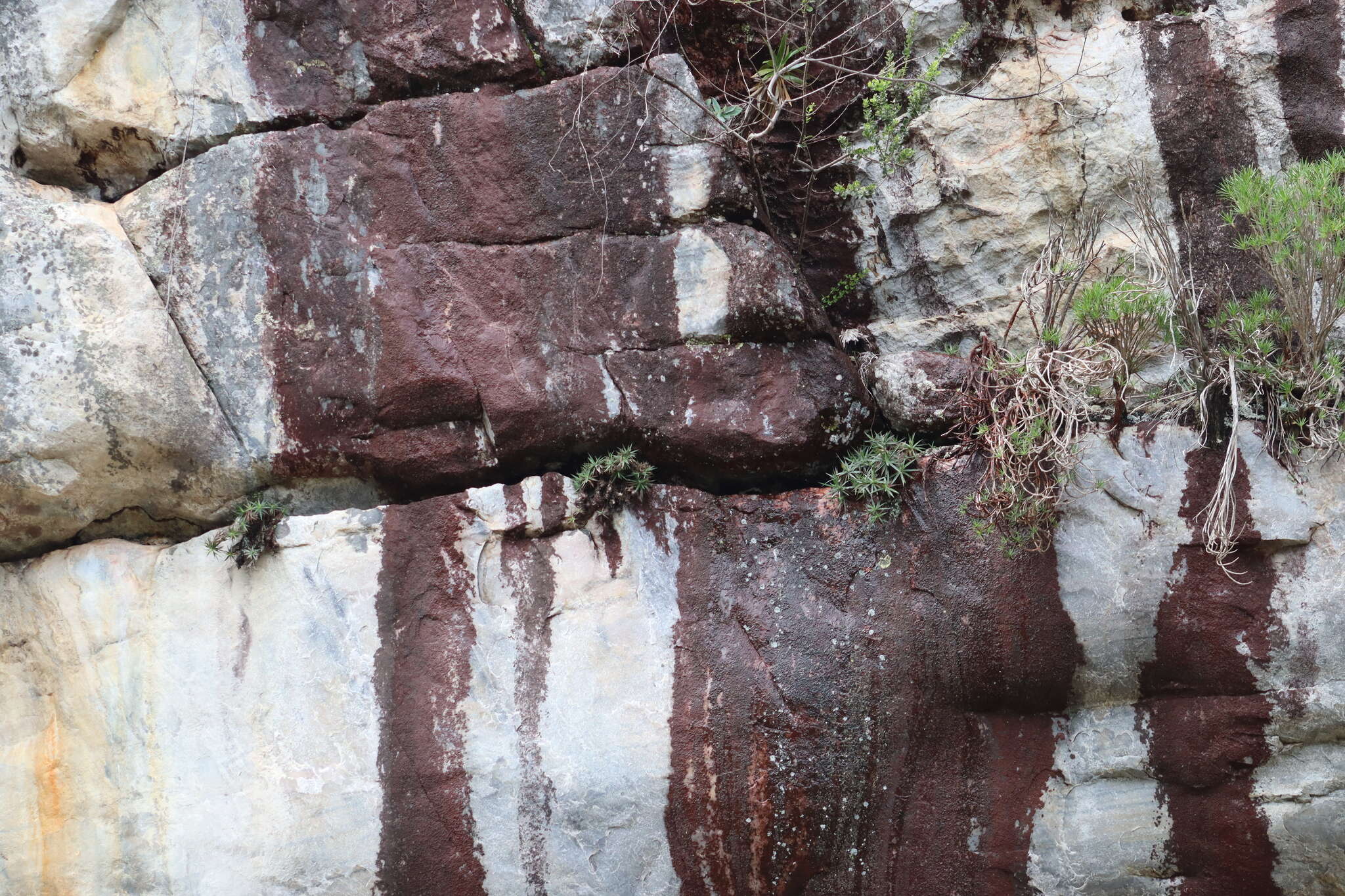 Image of Barbacenia pungens (N. L. Menezes & Semir) Mello-Silva