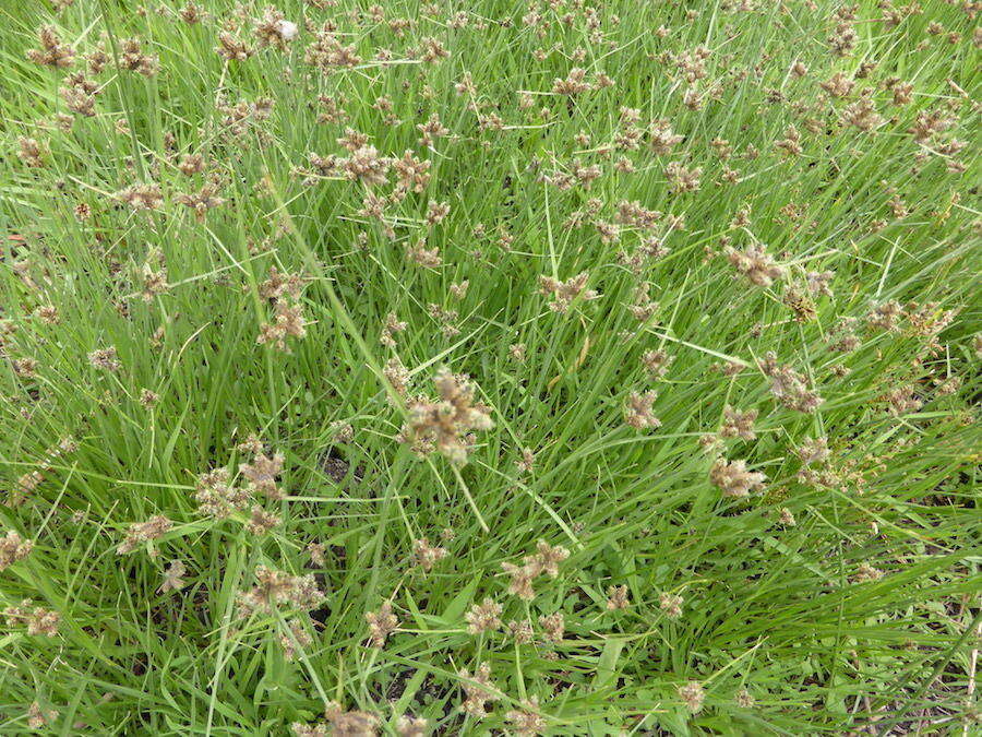 Image of Fuirena pubescens var. pubescens