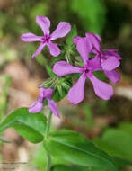 Sivun Phlox pilosa subsp. ozarkana (Wherry) Wherry kuva