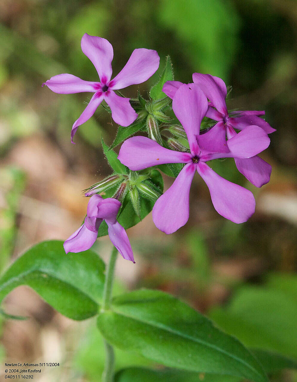 Imagem de Phlox pilosa subsp. ozarkana (Wherry) Wherry