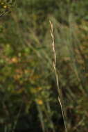 Image of Elymus bungeanus (Trin.) Melderis