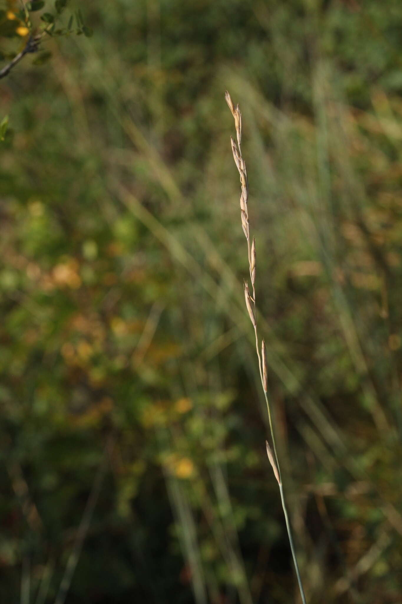 Imagem de Elymus bungeanus (Trin.) Melderis