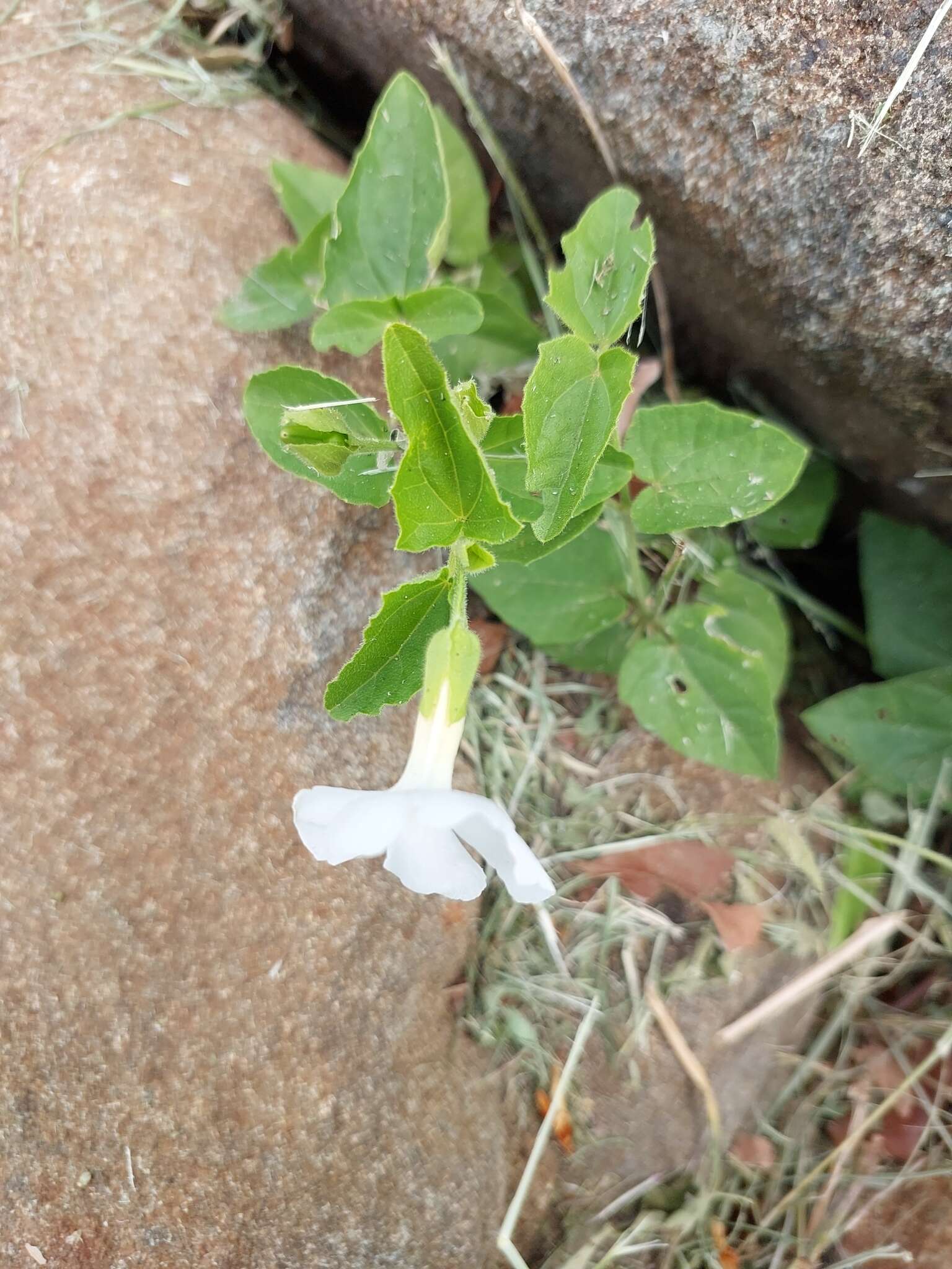 Image of Thunbergia neglecta Sond.