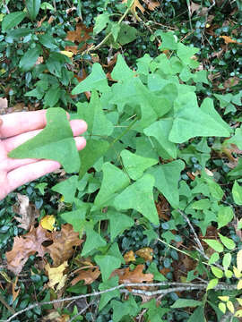 Слика од Erythrina herbacea L.