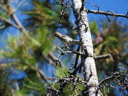 Image of Cassin's Finch