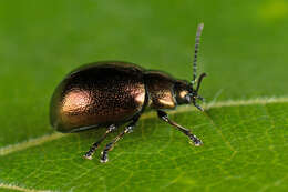 Imagem de Chrysolina (Spheromela) varians (Schaller 1783)