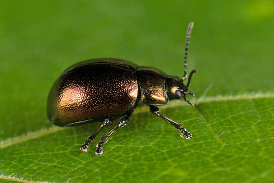 Image of Chrysolina (Spheromela) varians (Schaller 1783)