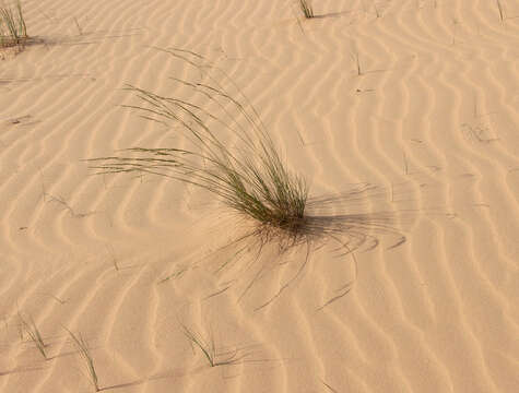 Image of Festuca beckeri (Hack.) Trautv.