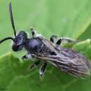 Andrena robertsonii Dalla Torre 1896的圖片