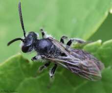 Image of Andrena robertsonii Dalla Torre 1896