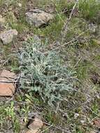 Image of bent milkvetch