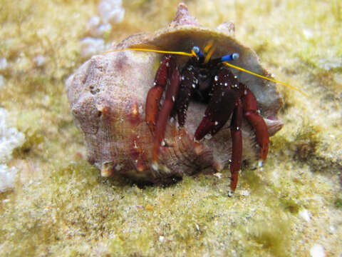 Image of Calcinus morgani Rahayu & Forest 1999