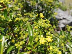 Image of Psychotria isalensis (Bremek.) A. P. Davis & Govaerts