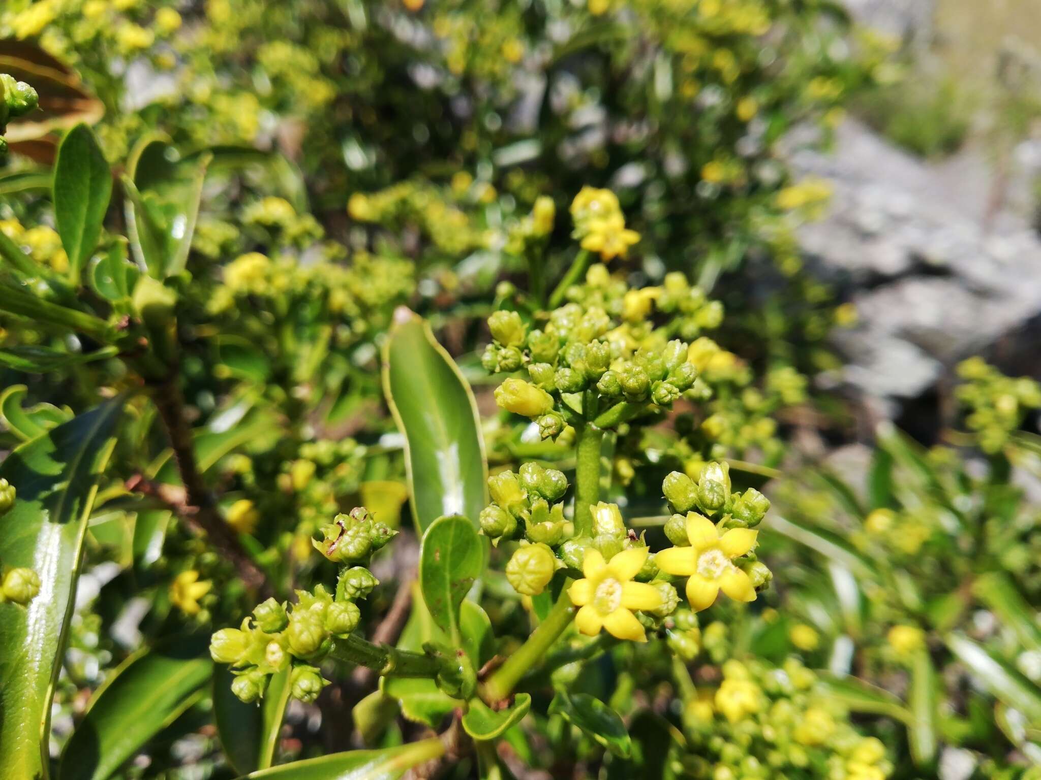 Image of Psychotria isalensis (Bremek.) A. P. Davis & Govaerts