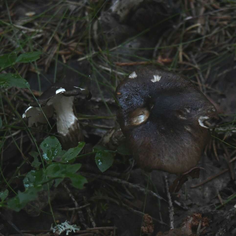 Слика од Hygrophorus olivaceoalbus (Fr.) Fr. 1838