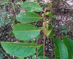 Image of Bridelia pervilleana Baill.