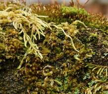 Image of ptychomitrium moss