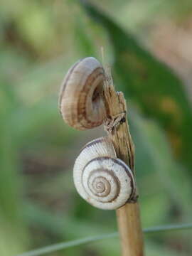 Image of Xerocrassa geyeri (Soós 1926)