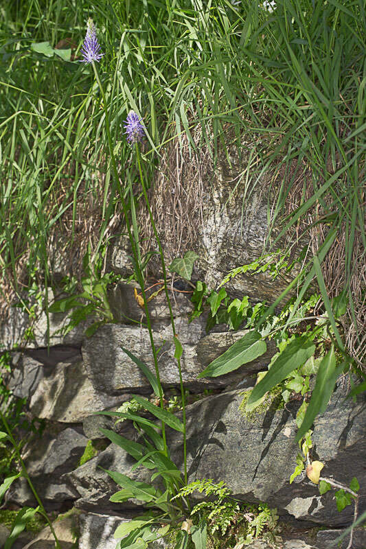 Image of Betony-leaved Rampion