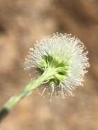 Image of Petrophytum caespitosum subsp. caespitosum