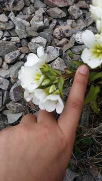 Image of Gentianella corymbifera (T. Kirk) Holub