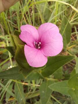 Image of Barleria ovata E. Mey. ex Nees