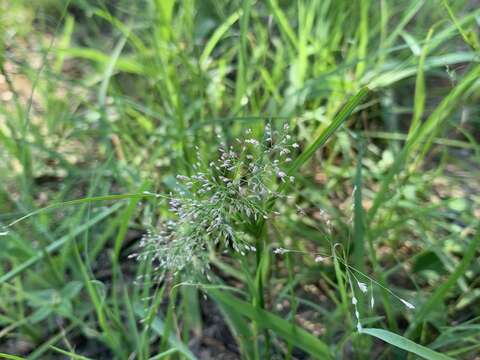 Image of Feather Love Grass