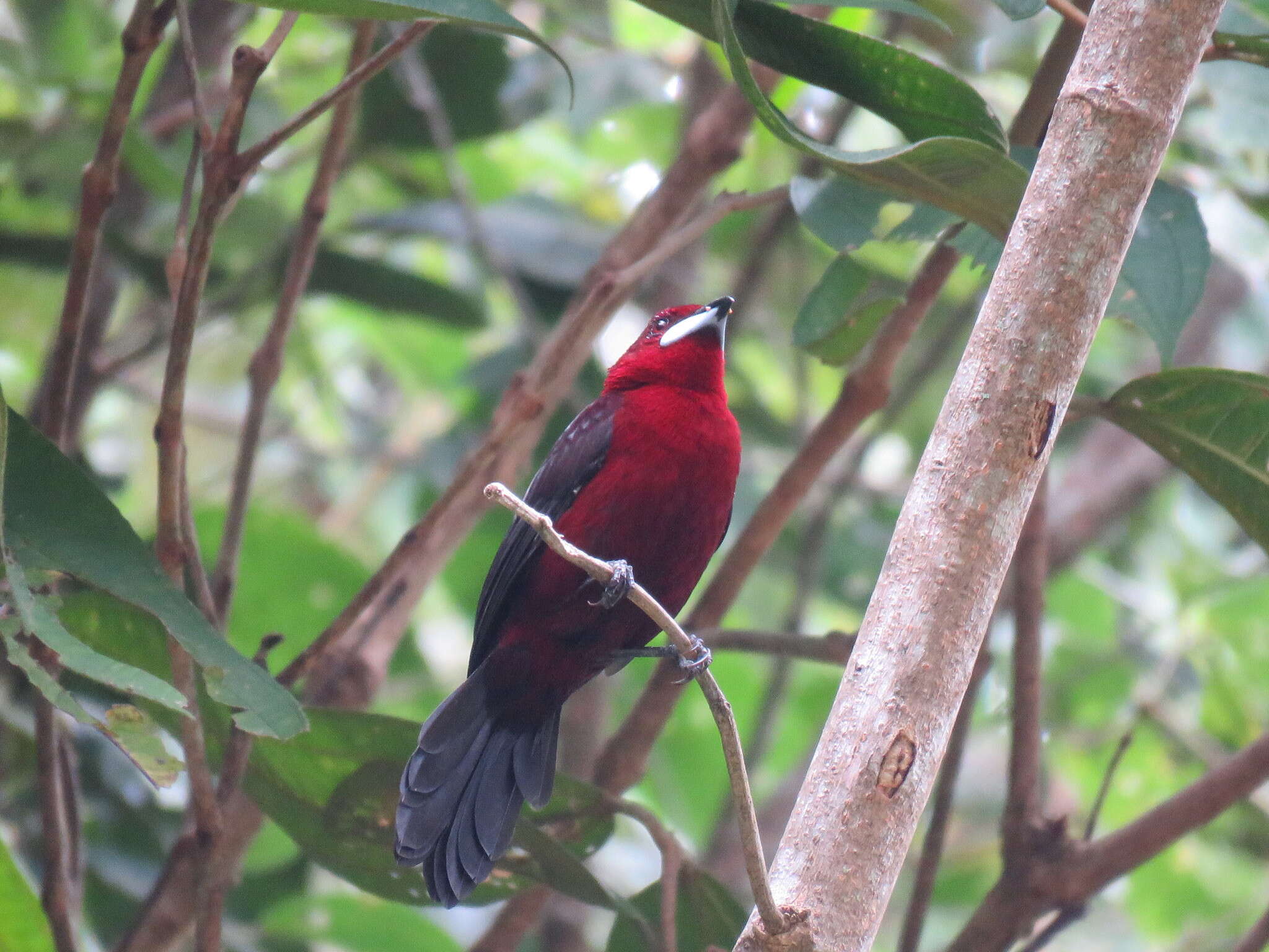 Image of Silver-beaked Tanager