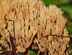 Слика од Phaeoclavulina flaccida (Fr.) Giachini 2011