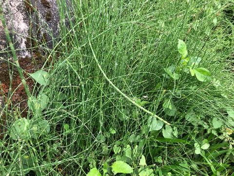 Image of Equisetum ramosissimum subsp. debile (Roxb. ex Vaucher) Hauke