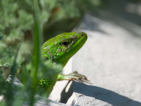 Image of Caucusus Emerald Lizard