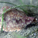 Image of True Fig Shell